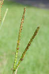 Eastern gamagrass